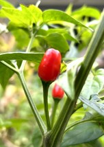 HSeeds Hot Chile Pequin Chili Pepper - 25 Seeds 2024 - Usa - £6.12 GBP