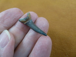 (S375-32) 1-1/8&quot; fossil Goblin Shark Tooth wired pendant teeth pendant j... - $276.39 MXN