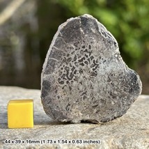 Sauropod polished slice dinosaur bone fossil morocco genuine uk seller - £28.48 GBP