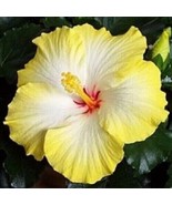 THJAR Yellow White Hibiscus Seeds I Perennial Flower Seed I 20 Seeds - $112.75 MXN