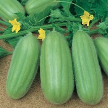 BEST 25 Seeds Easy To Grow Barese Italian Cucumbers Heirloom Burpless Th... - $10.00