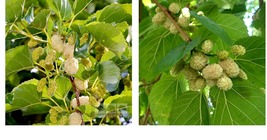 Russian, 1-2 year old White Mulberry (Morus alba) plant, 12-18&quot; tall - £59.00 GBP