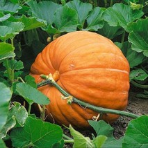 10-Ct Dill'S Atlantic Giant Pumpkin Seeds - Heirloom - World Record - Non Gmo Fr - $14.96