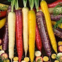 100 Heirloom Rainbow Yellow White Purple Orange Red Carrot Vegetable Seeds - $91.79 MXN