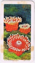 Brooke Bond Red Rose Tea Card #24 Sea Anemone Exploring The Ocean - £0.77 GBP