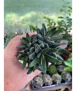 Succulent Haworthia Attenuata Enon 2.5&quot; pot Live Plant - $7.92