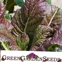 300 Mustard Seeds Osaka Purple. Non-Gmo. USA Seller Garden Fresh - £5.46 GBP