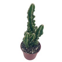 Acanthocereus tetragonus Fairy Castle Cactus, 2&quot; Pot - £8.87 GBP