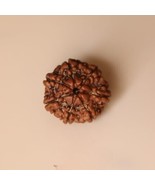 7 Mukhi Rudraksha Original Certificado Nepal Origen Brown Bead 15-18 mm... - $42.11