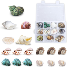 Hermit Crab Shells Habitats Shelter for Crustaceans Growth Turbo Seashells - £15.75 GBP