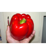 Berynita Store 30 Giant Red Bell Pepper Seeds Sweet Heirloom Organic Fresh - £21.99 GBP
