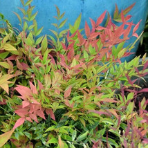 HARBOR DWARF NANDINA 4&quot; pot  - $17.90