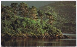 Postcard Pine Trees Loch Sunart Scotland Michael MacGregor Photography 6 x 9.5 - $7.91