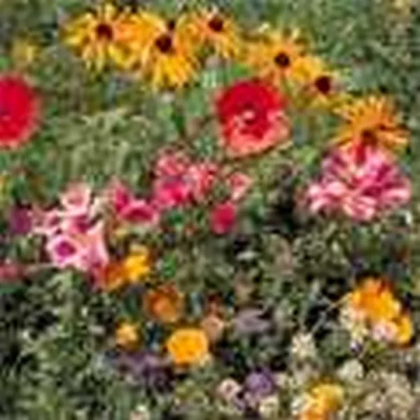 Wildflower Mix 1 Tbs Of Approx 800 1000 Fresh Seeds - £10.71 GBP