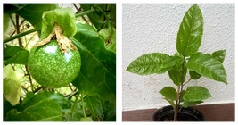 Live fruit plant Passion Fruit maracuya (Passiflora edulis) tropical 12&quot;... - £52.59 GBP