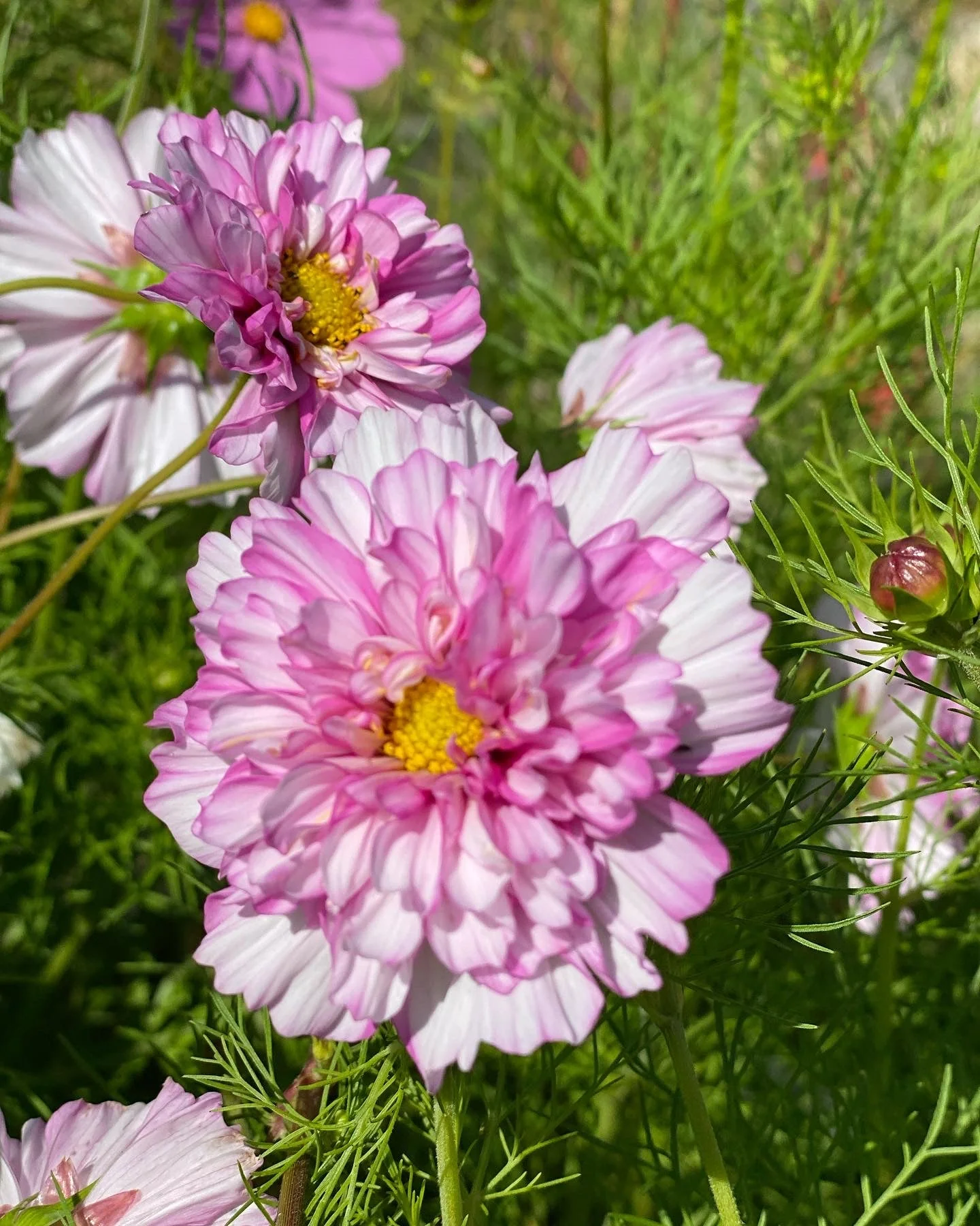 40 Cosmos Double Click Pink Seeds Long Lasting Flower Annual - £14.04 GBP