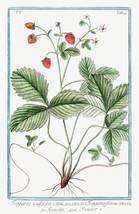 13746.Decor Poster.Room floral design.Garden plant.Botanical art.Strawberry - £12.93 GBP+