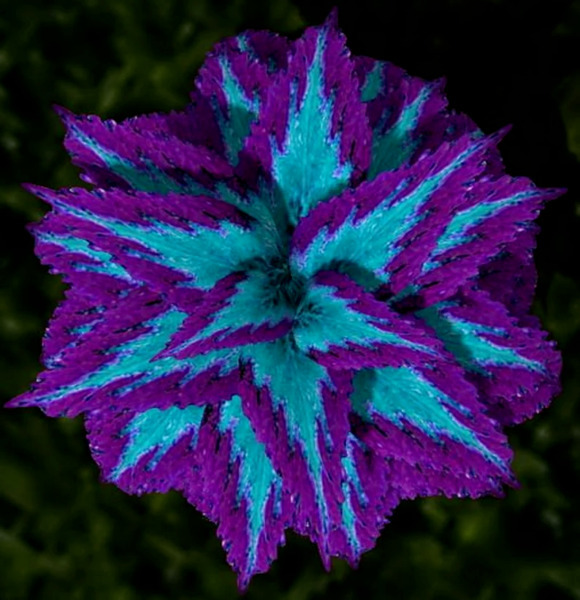 Best 25 Seeds Blue & Purple Coleus Flowers Easy to Grow Garden Plant