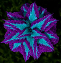 Best 25 Seeds Blue &amp; Purple Coleus Flowers Easy to Grow Garden Plant - £3.82 GBP