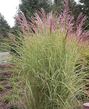 Miscanthus Sinensis Maiden Grass New Fountain Mix 25 Perennial Seed Easy... - $195.97 MXN
