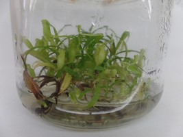 Nepenthes glabrata in vitro (Tissue Culture) Carnivorous plant - £17.99 GBP