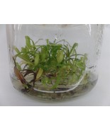 Nepenthes glabrata in vitro (Tissue Culture) Carnivorous plant - £18.06 GBP
