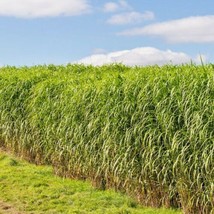 1000+ SWITCH GRASS Seeds Native Prairie Tall Grass Clumping Ornamental P... - $95.55 MXN