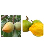 Lucuma Nervosa Egg Yolk Fruit Seed Seed 20 Pcs Plants Seed Perennial - £24.29 GBP