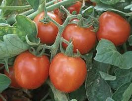 Essential Survival Heirloom Tomato Seeds Kit Non Gmo Seed Bank - £33.01 GBP