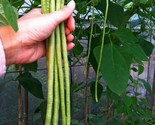 200 Yard Long Bean Seeds Asian Chinese Long Bean Heirloom Non Gmo Fresh ... - £31.94 GBP