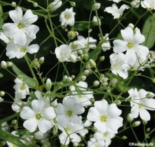 Baby&#39;S Breath White Annual Flower 500 Seeds - £3.93 GBP