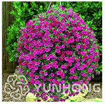 Mini Calibrchoa Million Bells Annual Flower Bonsai Vary Colors 100PCS Au... - $4.68