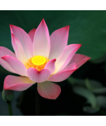 Lewis Pink Nelumbo Nucifera Lotus Flower Pond Plant - 1 Seeds - $5.63