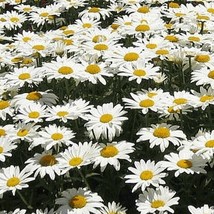 Bloomys 100+Alaska Shasta Daisy Flower Seeds Native Wildflower Garden/Patio Cont - £8.13 GBP