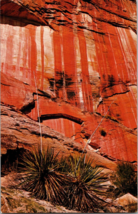 Yucca And RED-STREAKED Wall, White Cliffs, Zion National Park, Utah Postcard B9 - £3.88 GBP