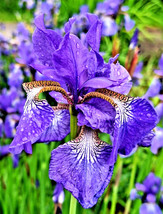 Exotic LAVENDER-BLUE Siberian Iris 100 Seeds, Iris Sibirica - $5.40