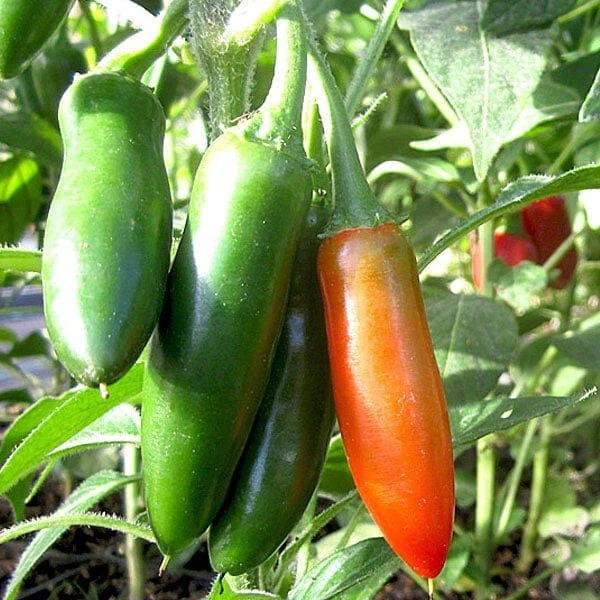 25 SEEDS Hidalgo Chile Pepper Garden Vegetables Planting Edible Food - $9.69