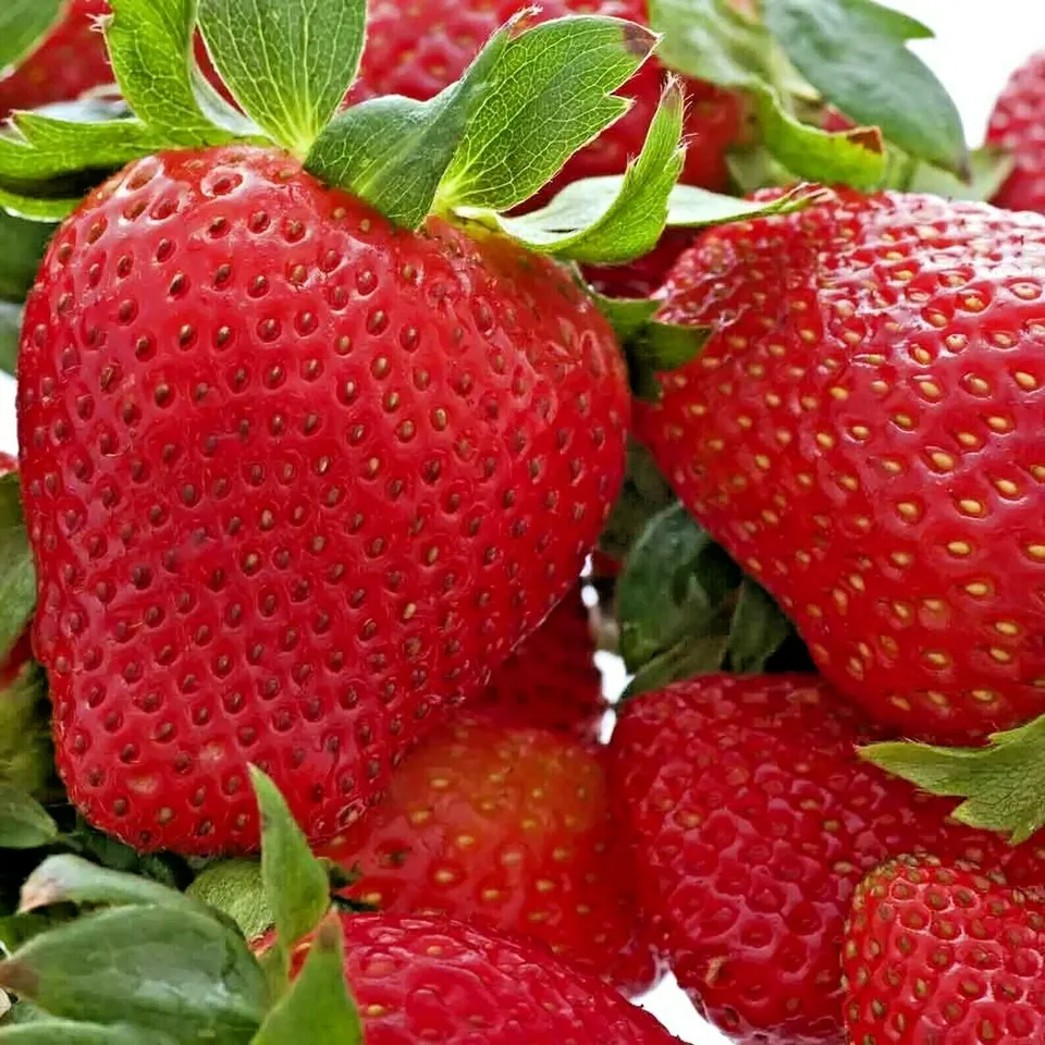 FARM 200 Ali Baba Strawberry Seeds Spring Perennial Heirloom Non-Gmo Bul... - $9.25