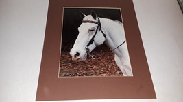 HORSE PHOTO BY WESQ - £23.58 GBP