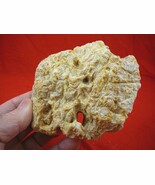 (k-2032) 180 g Rare Kauri tree Gum copal young Amber New Zealand Tane Ma... - $209.37 CAD
