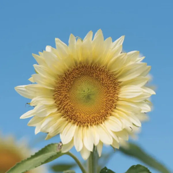 Sunflower Procut White Lite 10 Premium Flower Specialty Fresh Seeds - £10.79 GBP