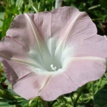 From US 20 Light Pink Morning Glory Seeds Annual Flowers Climbing Vine 345 - £6.68 GBP