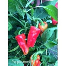 New Fresh 25 Seeeds Pepperoncini Pepper Seeds Garden Planting Food - $7.00