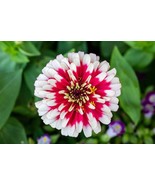 MX 100 Ice Queen Zinnia Elegans Bicolor Double Pink Red White Seeds Bulk... - $11.89