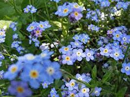 Forget Me Not 200 Seeds Newly Harvested, Beautiful Abundant Blooms - £4.70 GBP