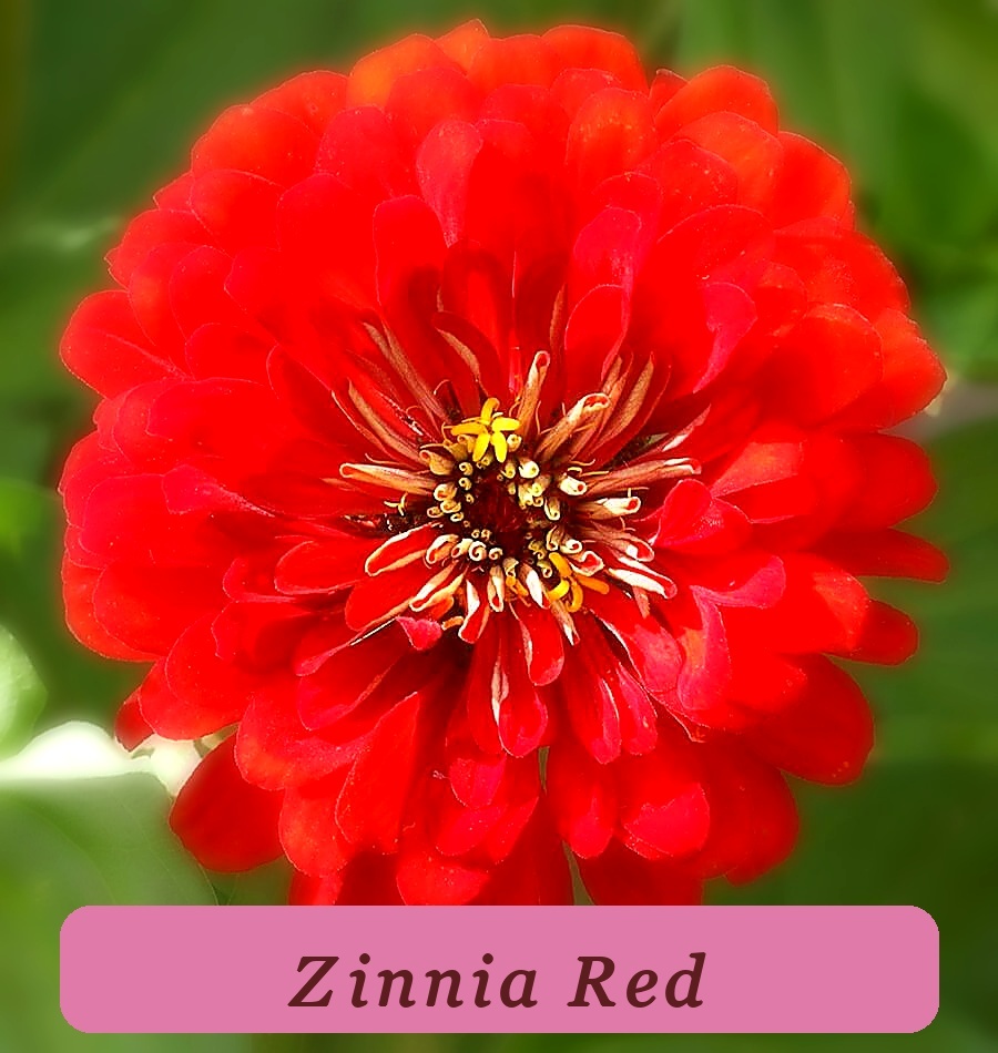 Cherry Queen Zinnia Seeds 150+ Red Flower Elegans Strong Plant - $3.98