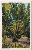 Postcard Travellers Tree Miami Florida - £3.15 GBP