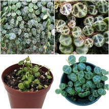 Live Plant Peperomia Prostrata String of Hearts 2&quot;Pot Terrarium Fairy Houseplant - £57.72 GBP