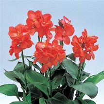 US Seller 25 Canna Seeds Canna Tropical Salmon Tropical Plant Seeds Fast Shippin - $43.00