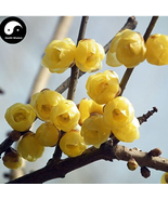 Winter Sweet Prunus Mume Tree Semente 60Seeds Plant Yellow Plum Blossom ... - €9,33 EUR